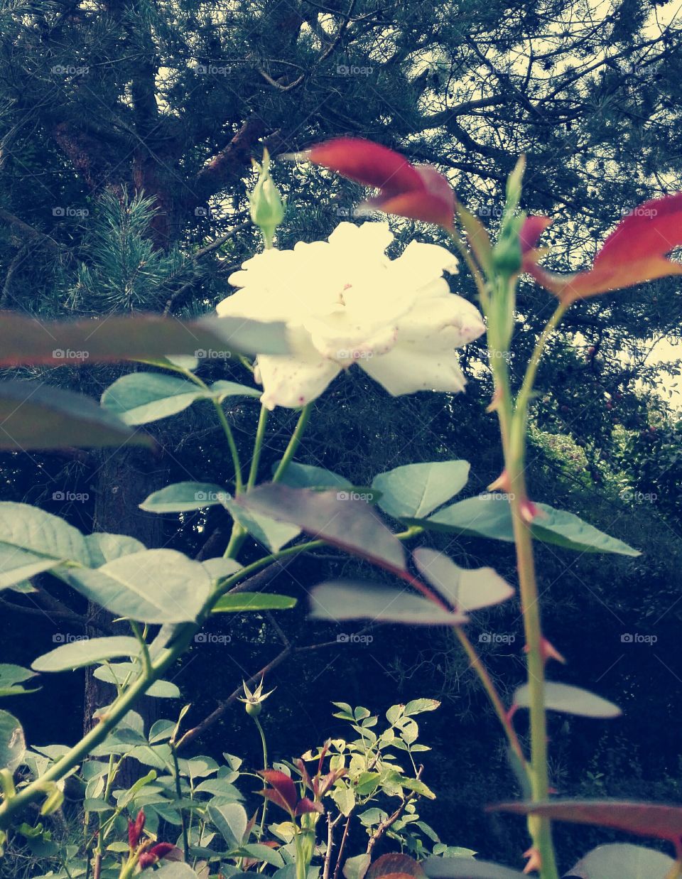 Flowers in the garden.