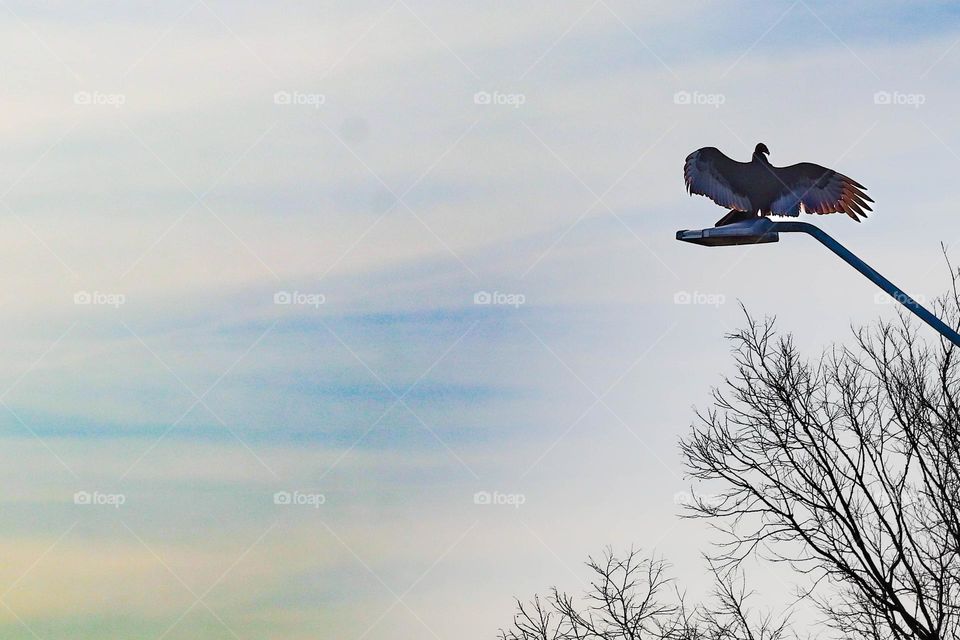 turkey voluture on a light post