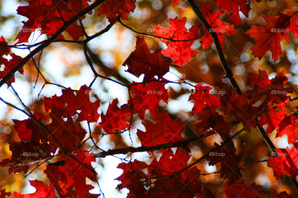 Autumn in Ohio ( Series )
