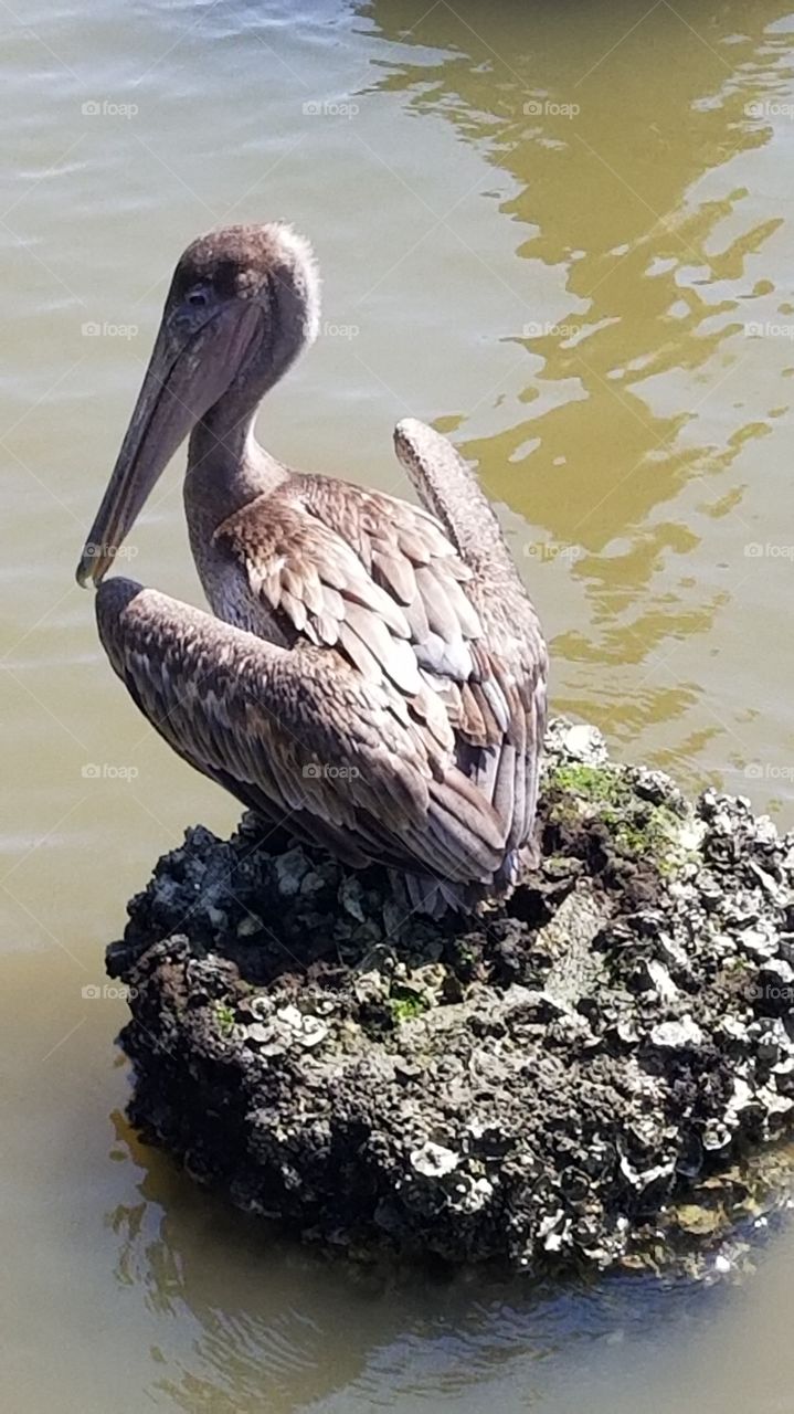A pelican resting on a rock
