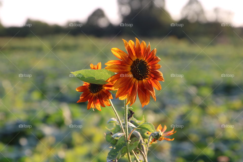 red sunflowers