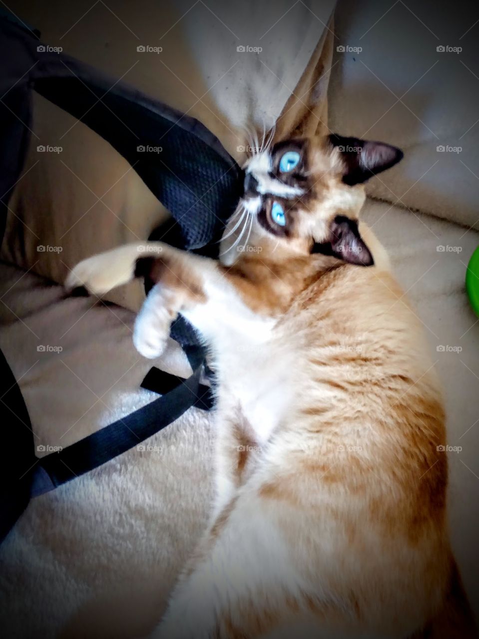 Siamese kitten, chewing playfully on a bag strap