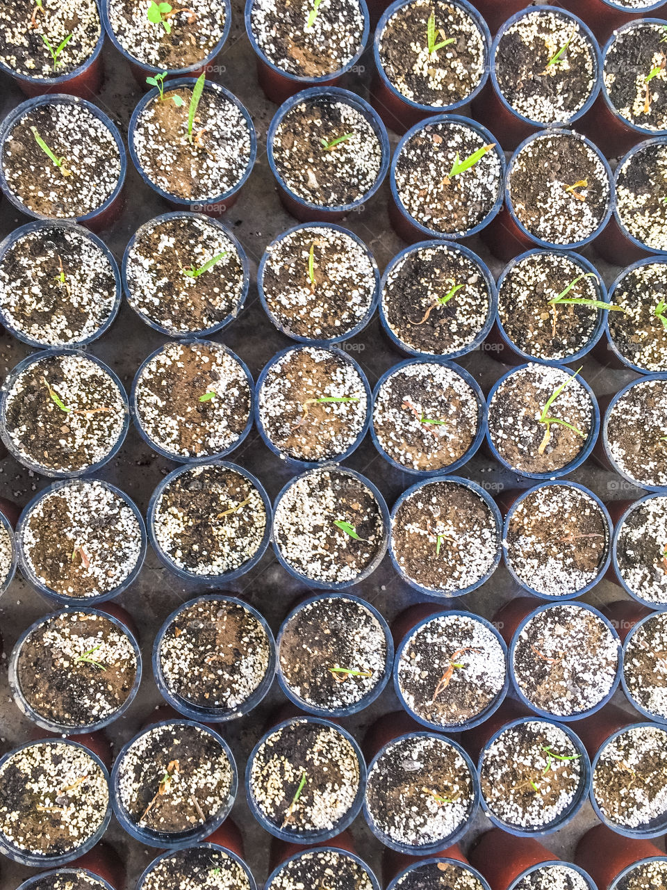 Seedlings Growing In Peat Moss Pots
