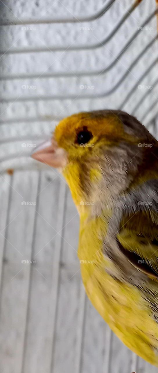 Pájaro amarillo y gris