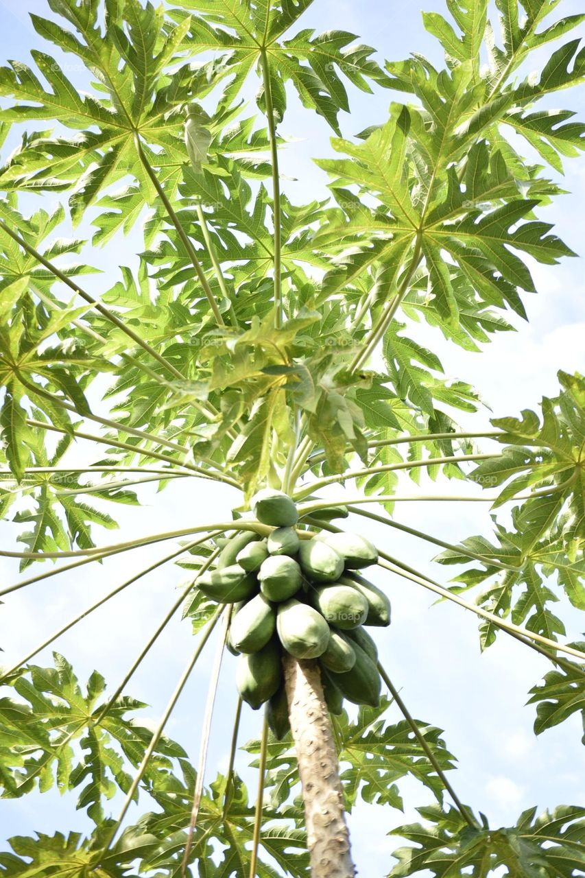 Papaya