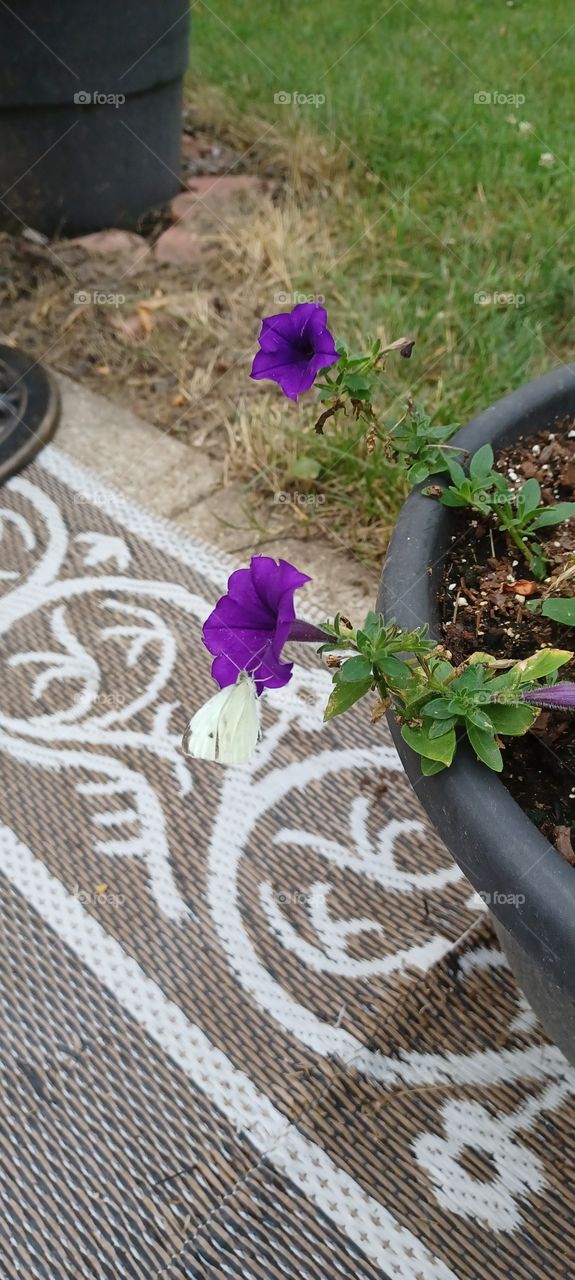 butterfly  on a flower