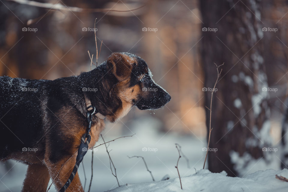 German shepherd portrait in a winter park 