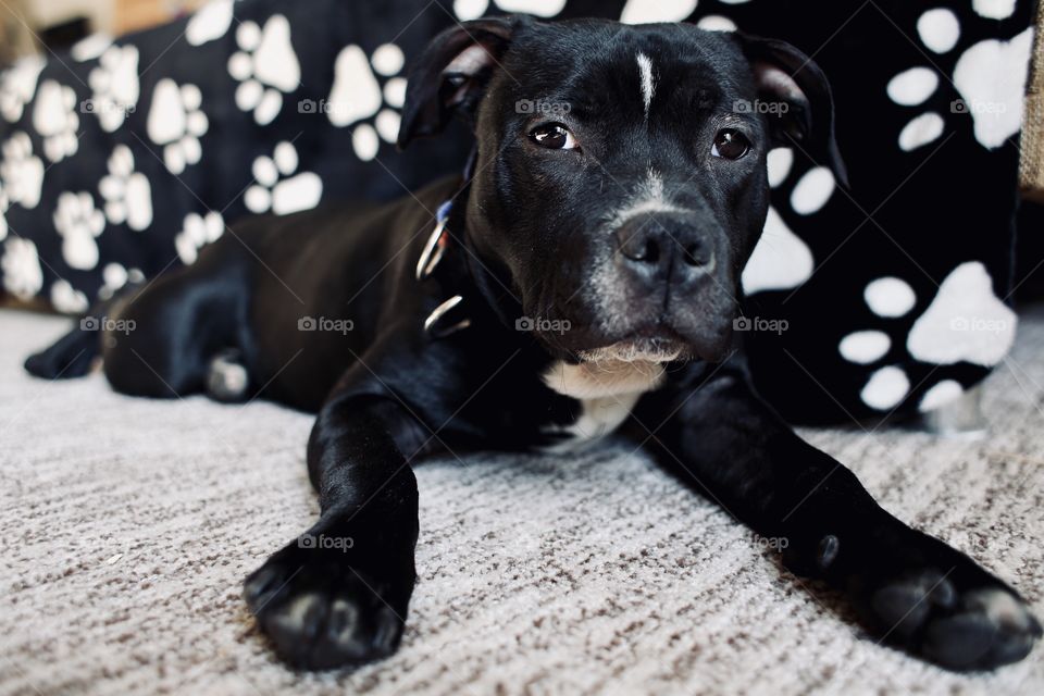 Little cute dog.Amazing pet. Little staffy