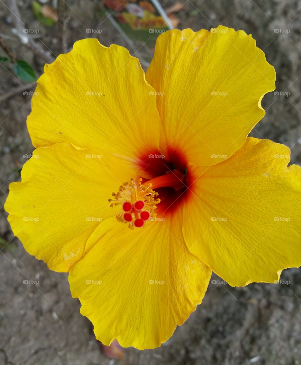 Large, bright yellow flower!