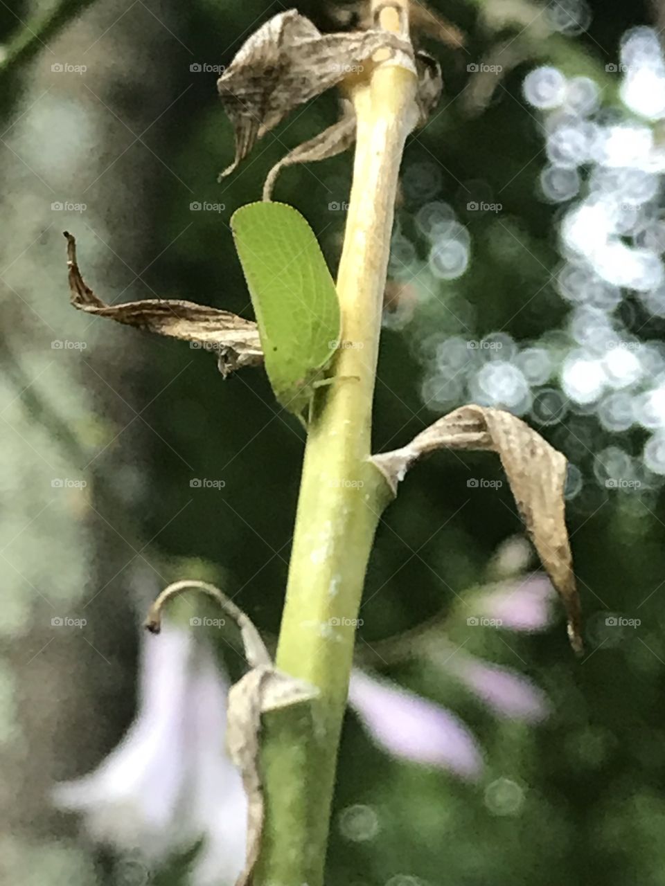 Green Planthopper - Acanalonia Conica 