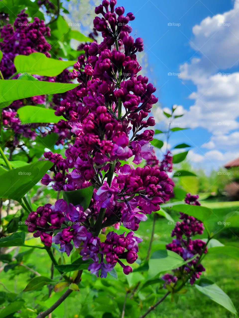 purple fllowers of liliac against blue sky