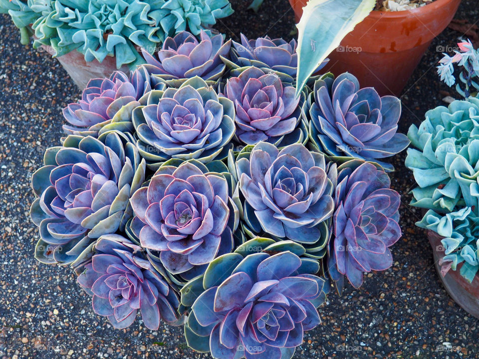 Succulent plant closeup.