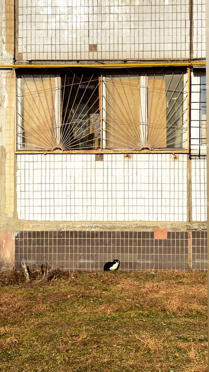 Cat under the balcony 