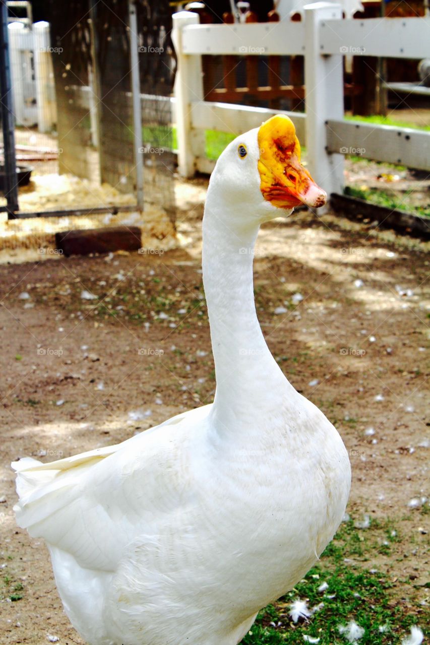 Goose in barn yard