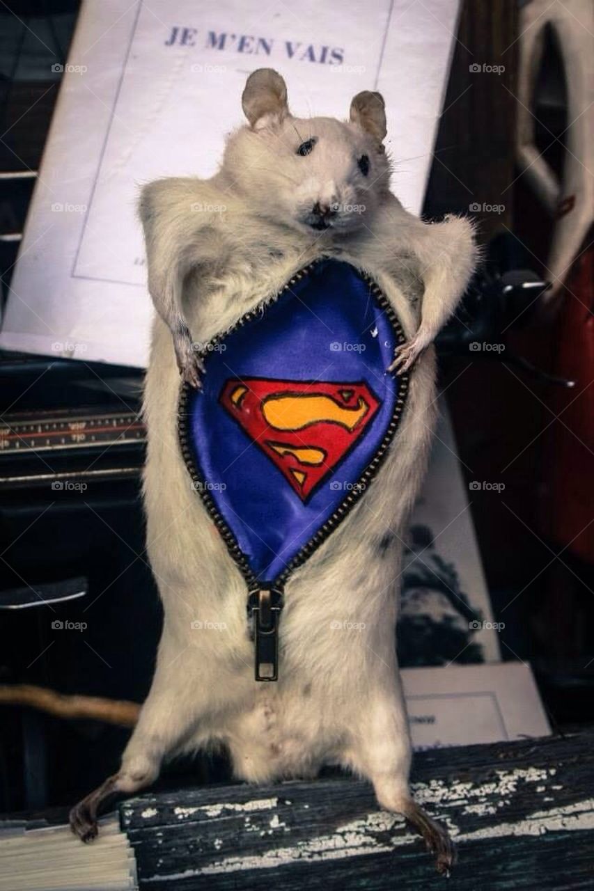 Super Rat!