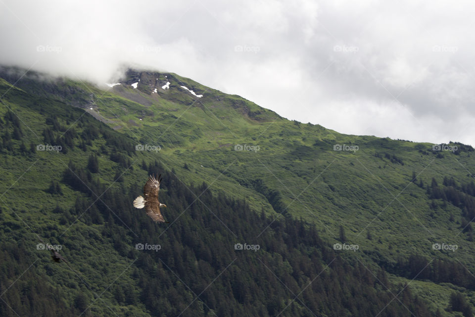 Bald Eagle flying behind mountainous background