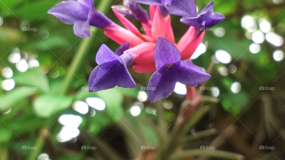 naturaleza en jardín