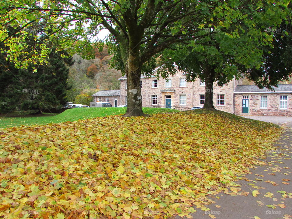 fallen leaves cover the ground making a colourful, crunching carpet