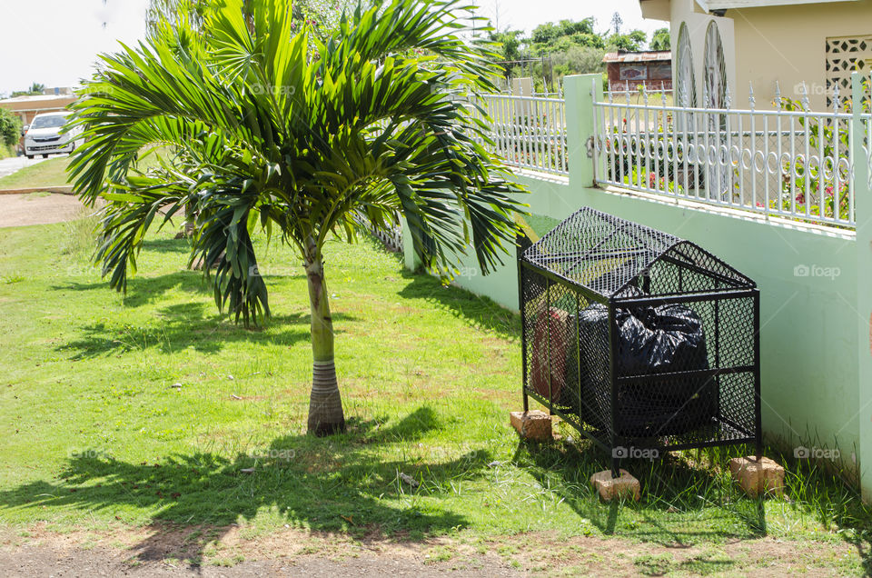 Roadside Palm Tree Beside Garbage Bin