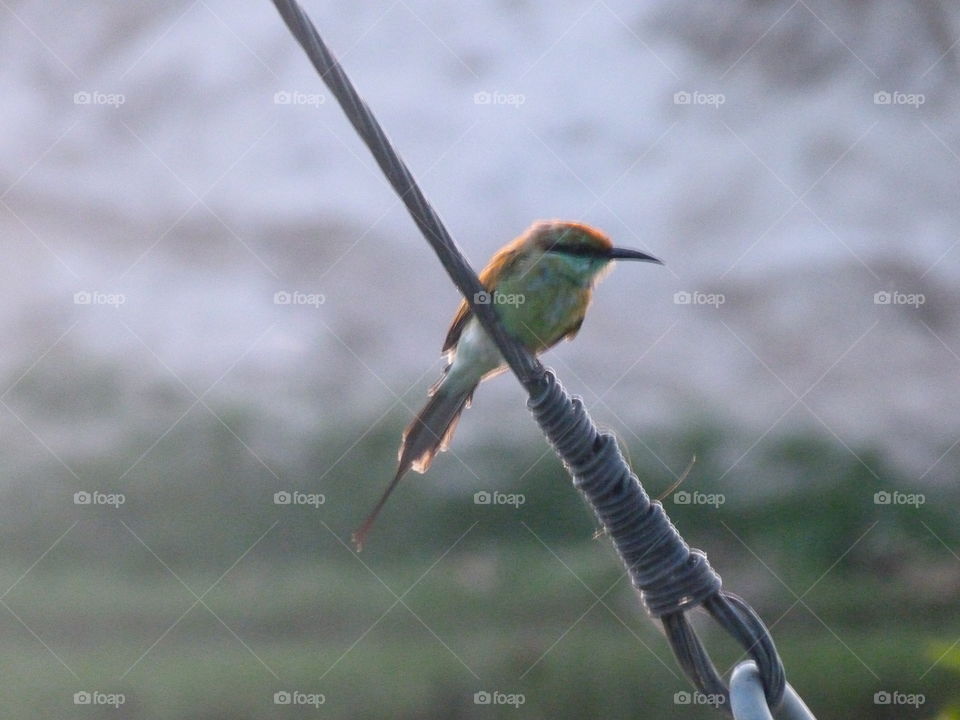 bee eater