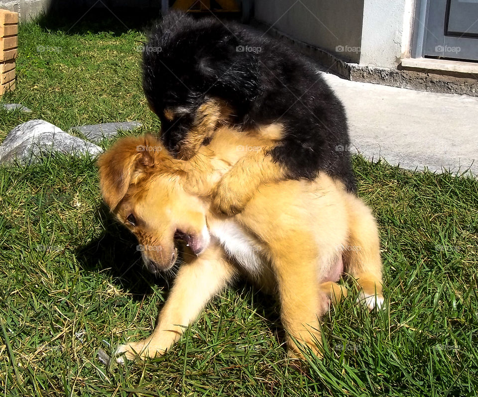 brincadeiras de cachorrinhos #dog #pet #cachorrinhos