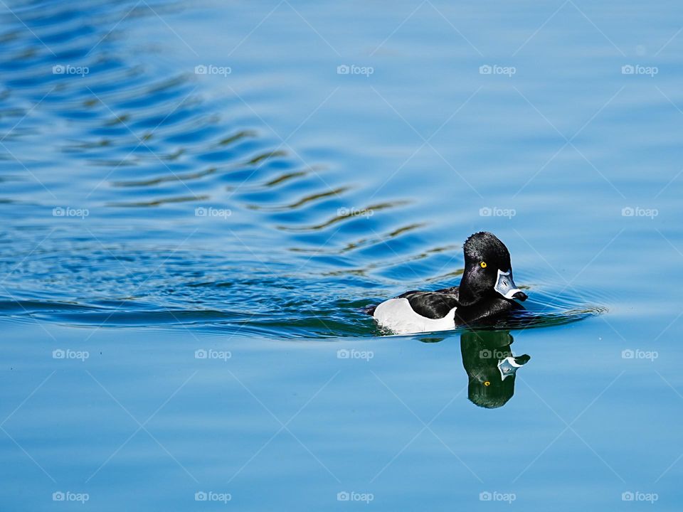 A ring-necked duck creates a wake as it swims across a pond on a calm day