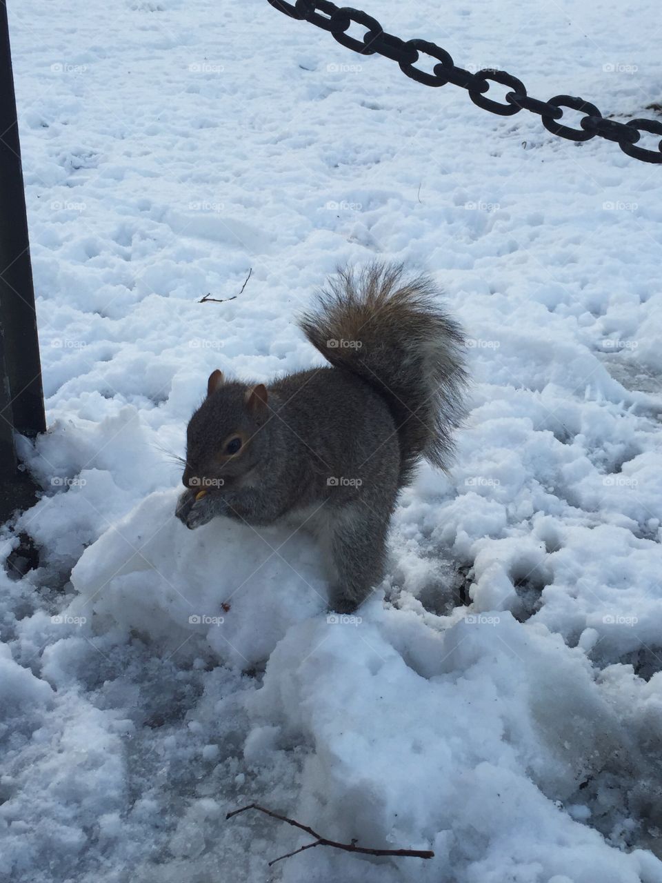 Gatherer. Boston, Ma