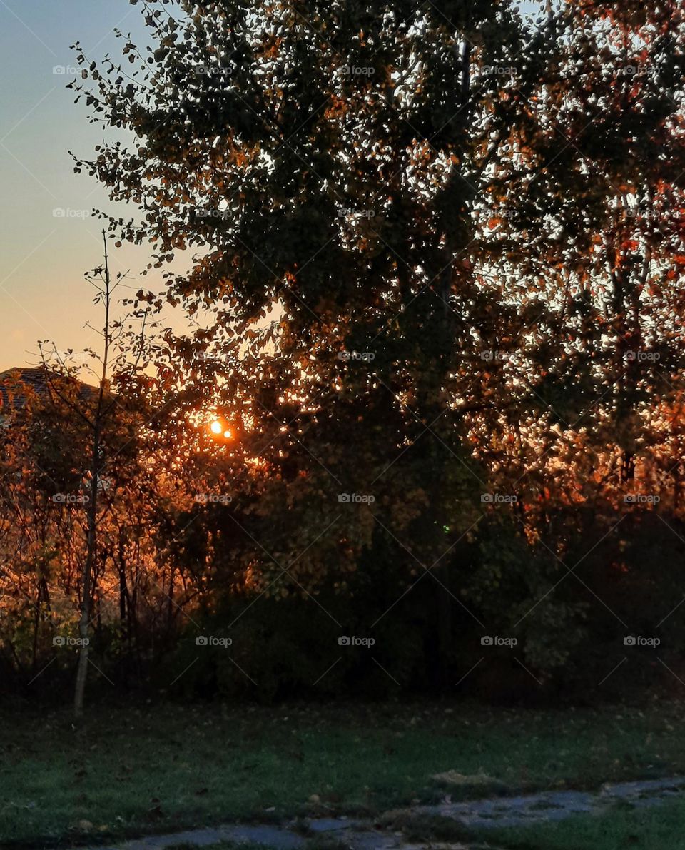 plants illuminated by rising sun