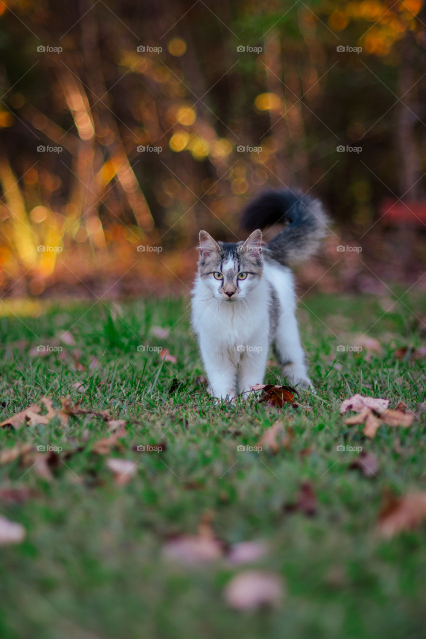 Tabby and White Cat Walking in Fall Leaves