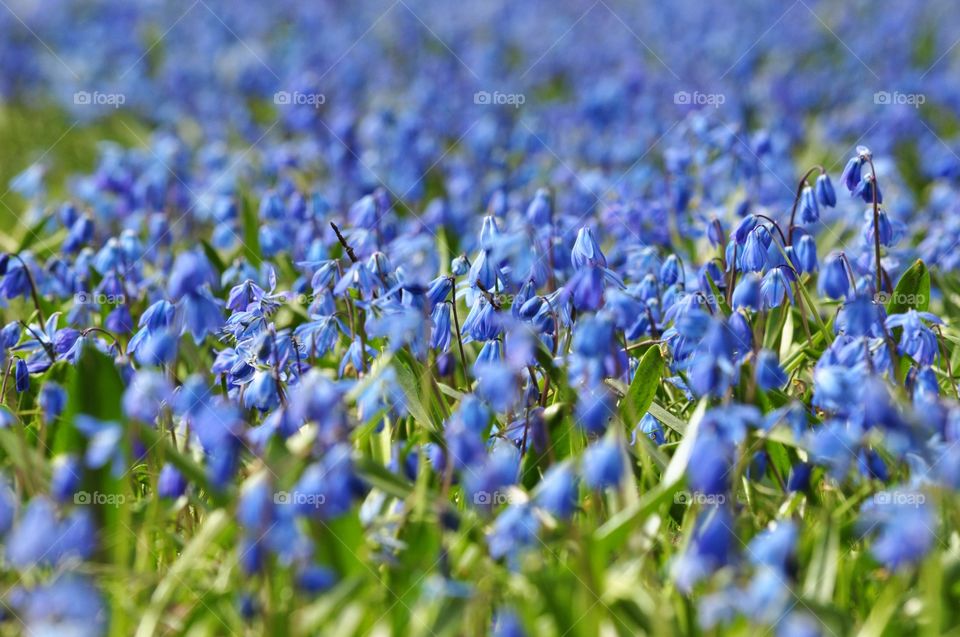 blue snowdrops field in the park in Gdynia, Poland