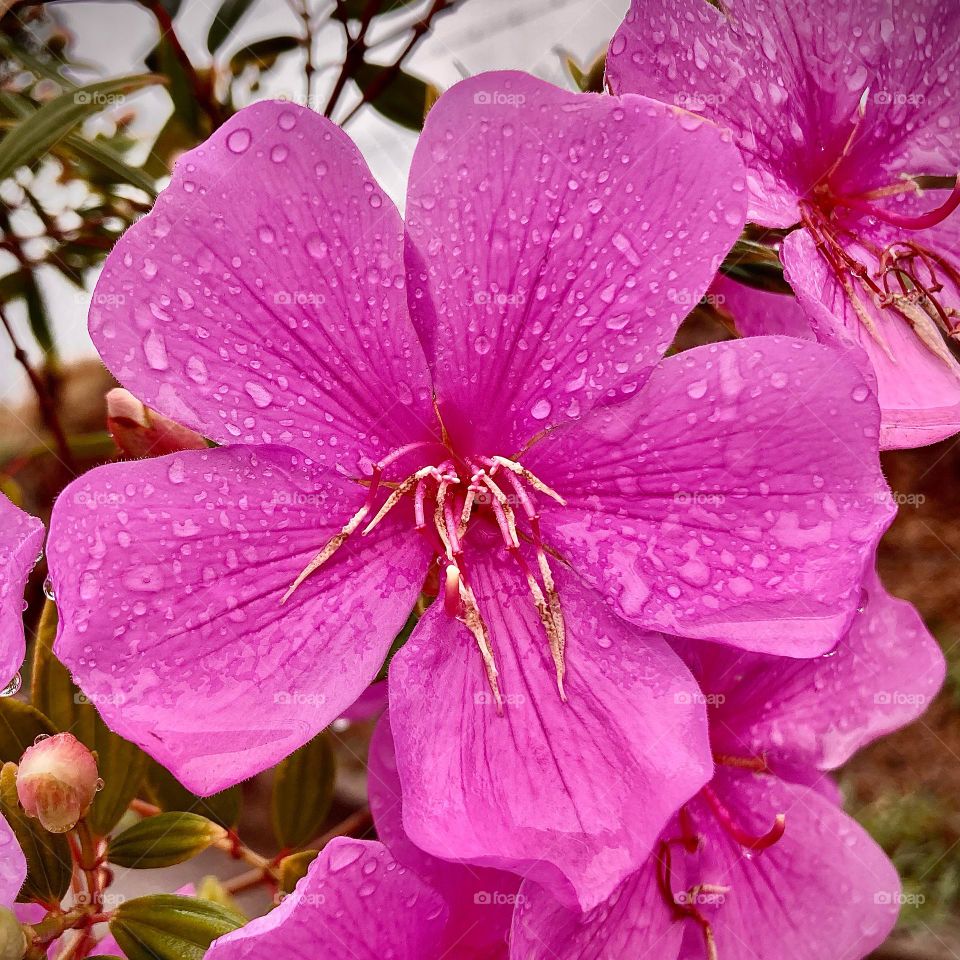 🌹 🇺🇸 Very beautiful flowers to brighten our day.  Live nature and its beauty. Did you like the delicate petals? / 🇧🇷 Flores muito bonitas para alegrar nosso dia. Viva a natureza e sua beleza. Gostaram das pétalas delicadas? 