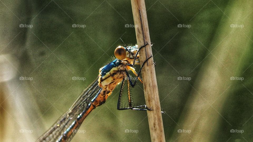 Tiempo de bichos 
Libélula