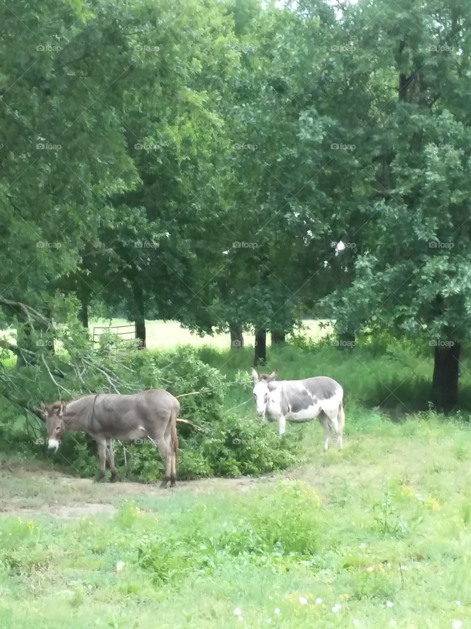Donkeys eating  le