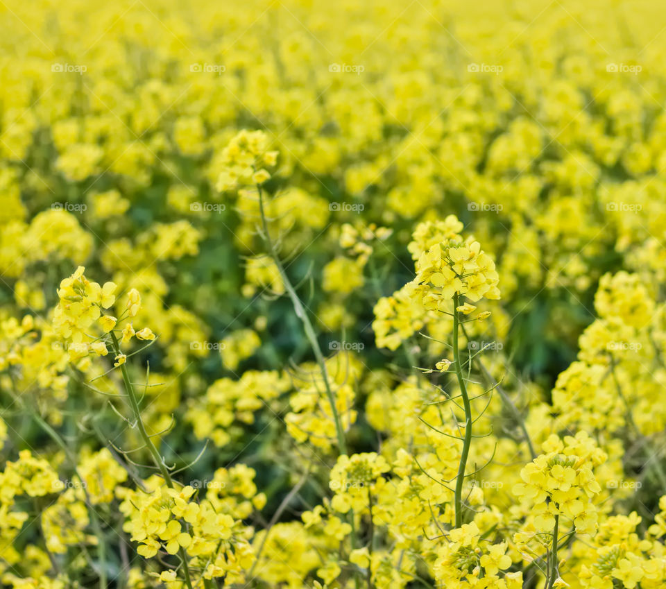 Yellow field of blooming raps.