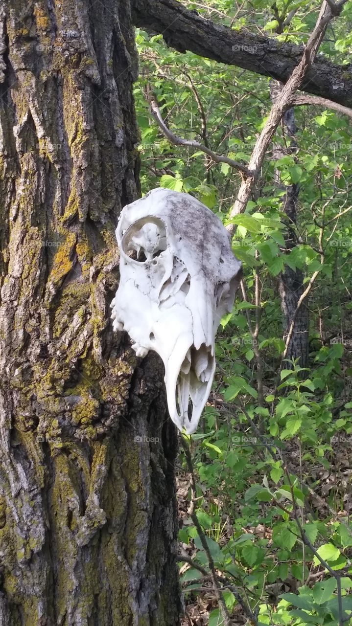 skull tree