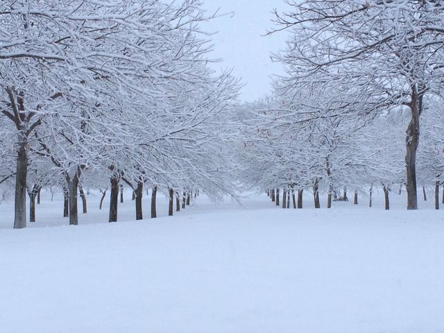 Winter wonderland