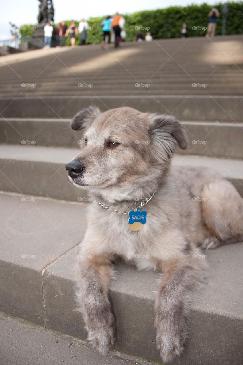 Dog sitting on steps