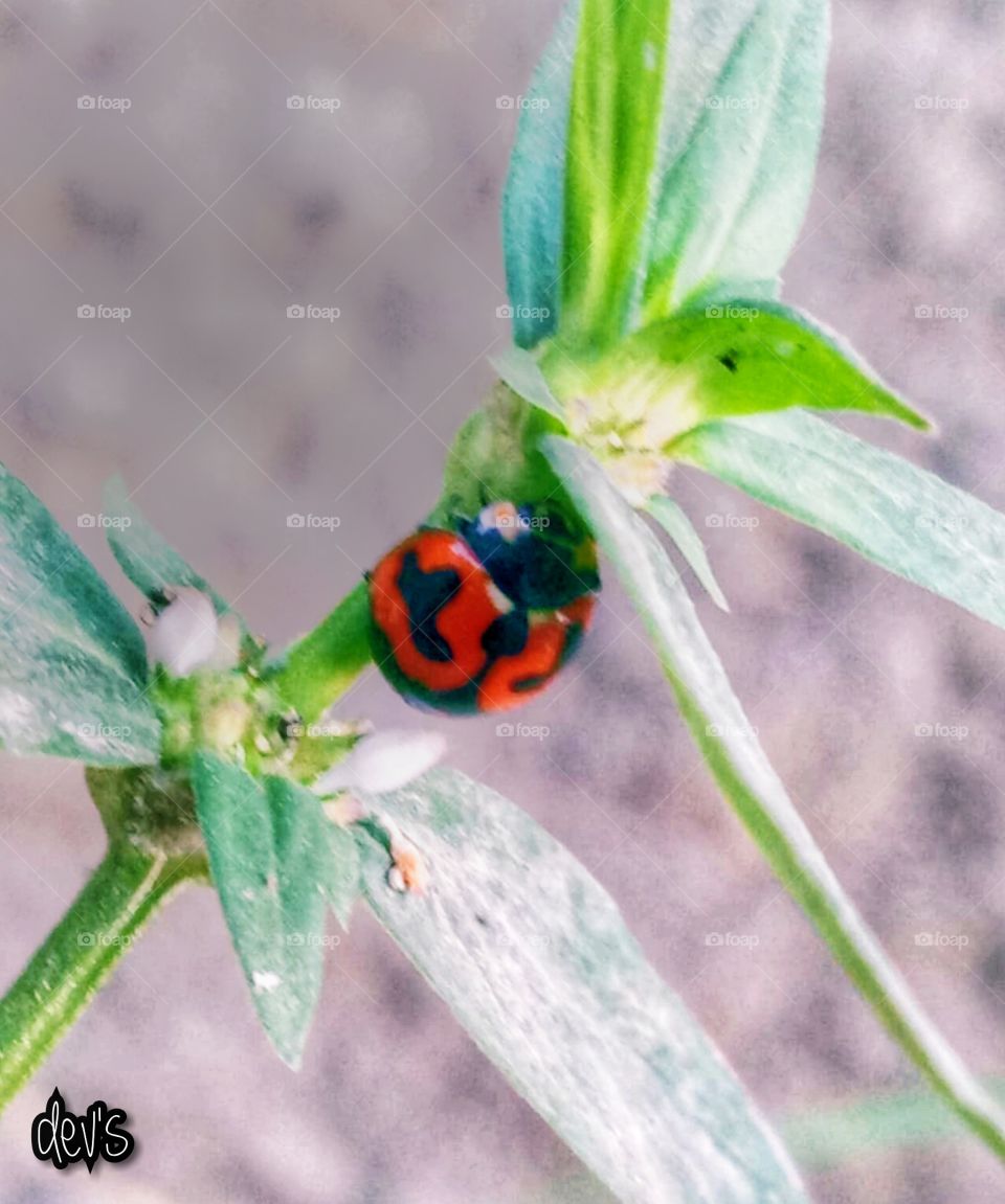 Be a beetle, live once in a flower garden, don't become a fly, live once on a rubbish hill