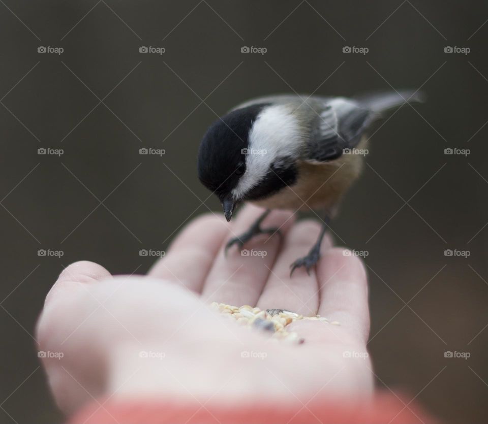 Trusting Decisions; Black-Capped Chickadee picking out a snack from a woman’s extended 