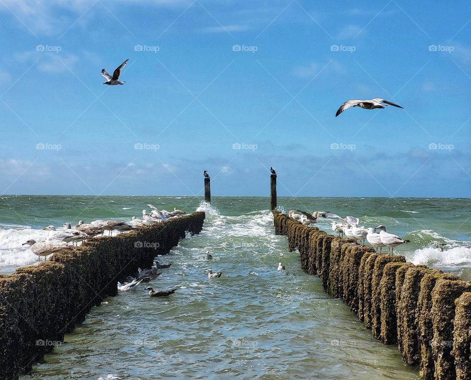 Seagulls and cormorants love the posts.A lot of food to find here