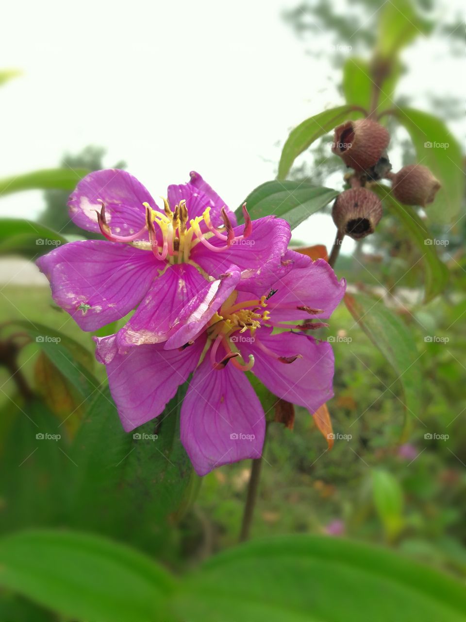 Pink colour blooming flower with green leaf. Summer season blooming in jungle.