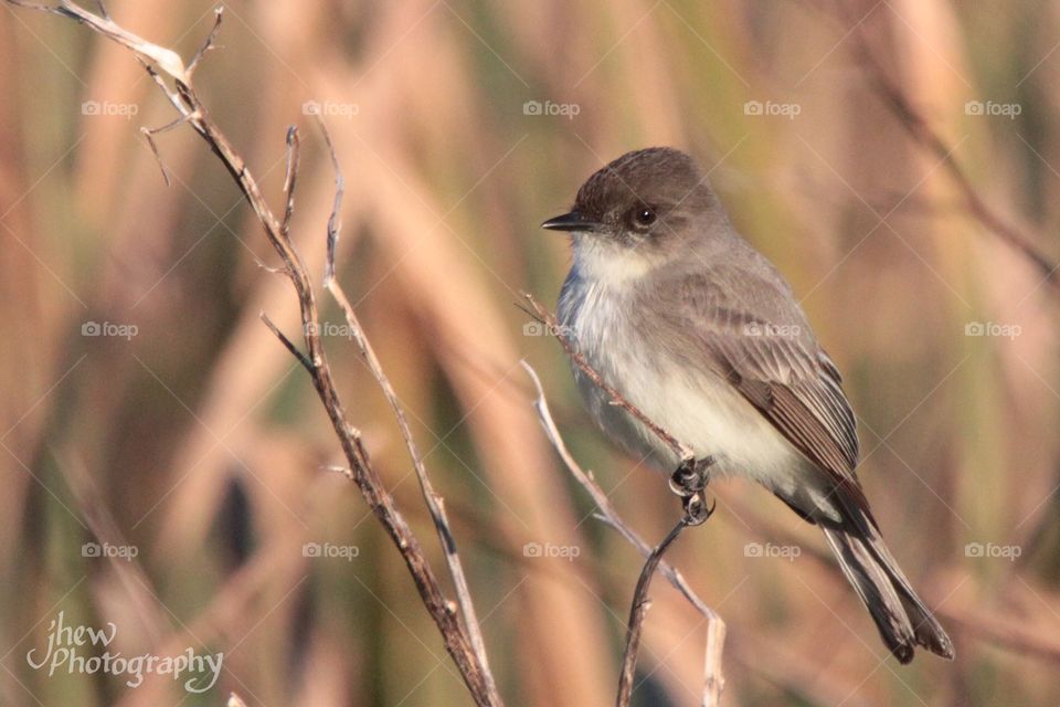 Eastern Phoebe