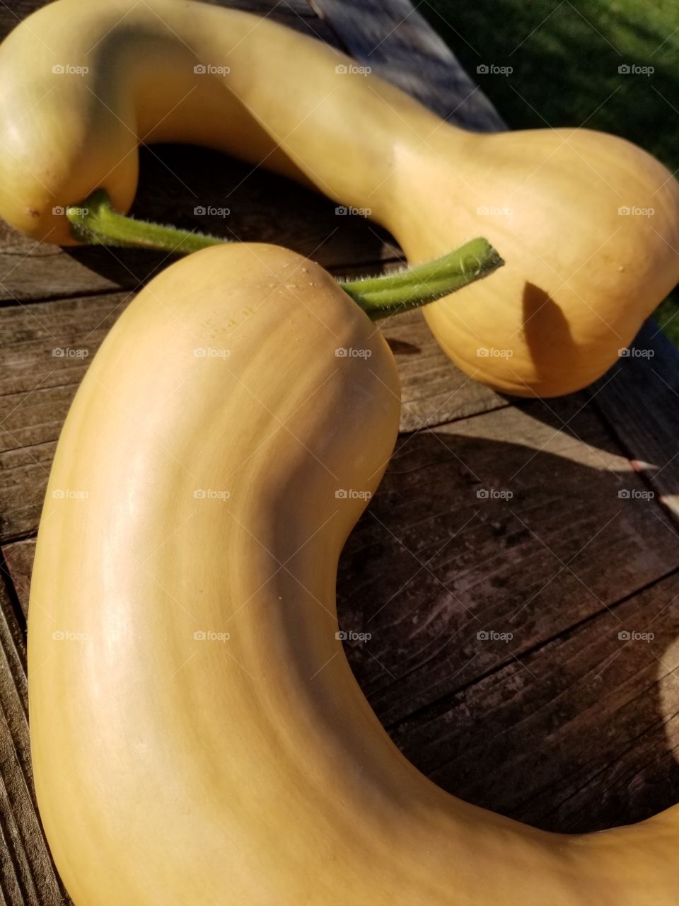 pumpkin gourds