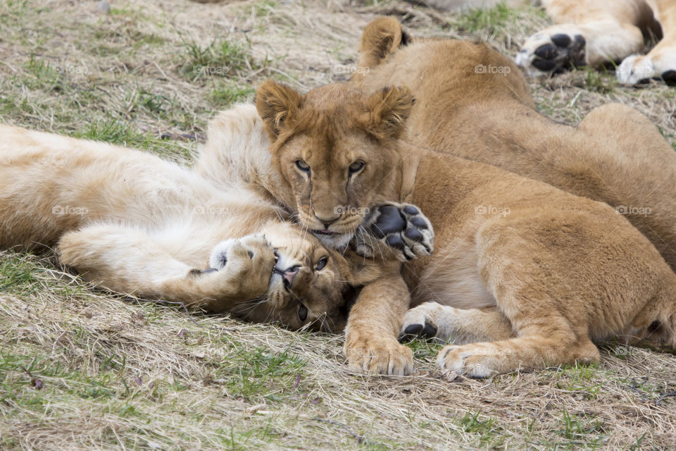 Lioness cub resting in forest