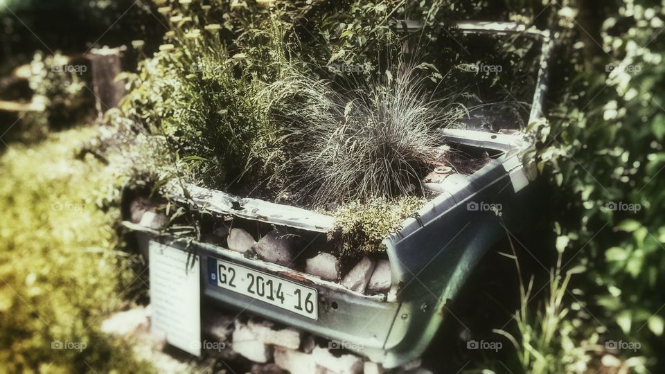 plants in old car