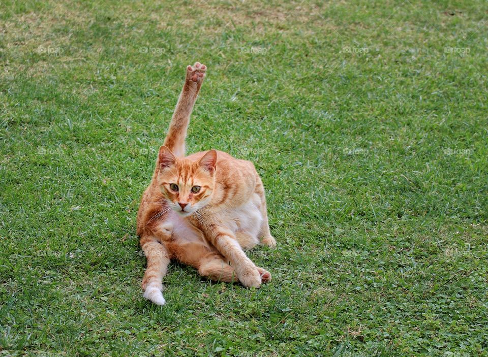 Ginger cat