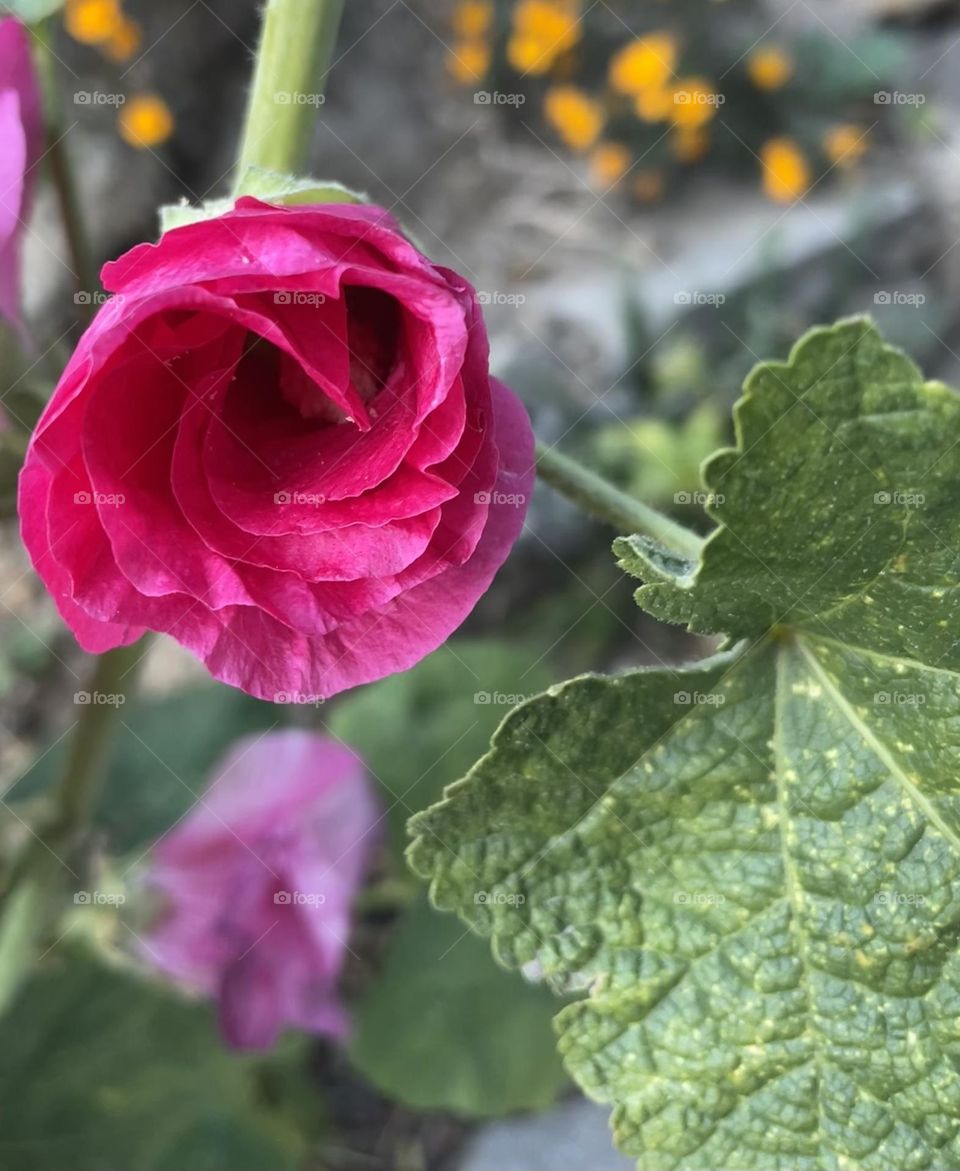 Rose needs no introduction 