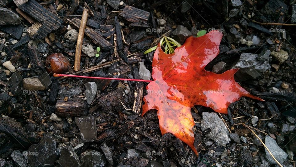 Wet red Canadian maple leaf on the ground