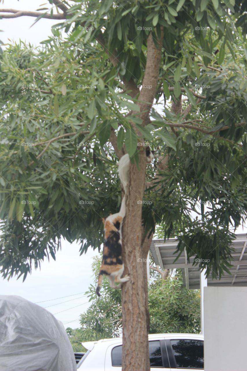 I found cats climbing trees, it's so funny and make me laugh