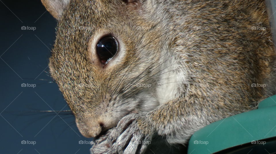 closeup of squirrel eating sunflower seeds